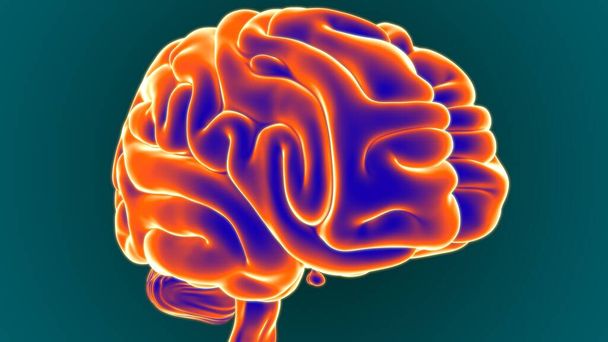 Anatomia umana del cervello di illustrazione 3D per concetto medico - Foto, immagini