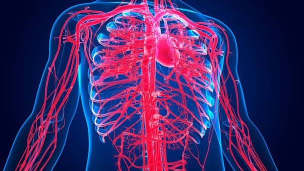 Ilustración 3D Anatomía del corazón humano con sistema circulatorio para el concepto médico - Foto, imagen