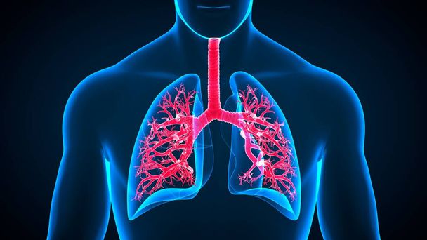 3d - зображення анатомії дихальної системи людини (легень) для медичної концепції. - Фото, зображення