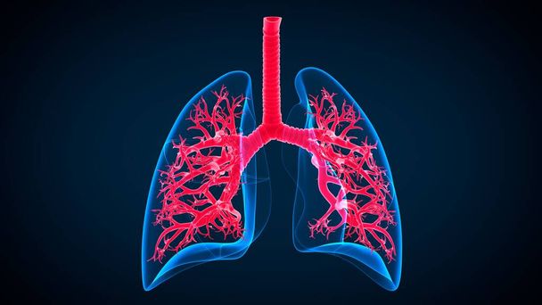Ilustración 3D Anatomía del sistema respiratorio humano (pulmones) para el concepto médico - Foto, imagen
