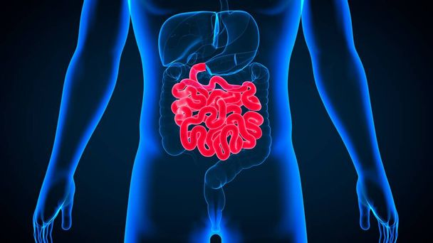 Anatomia humana do sistema digestivo da ilustração 3D (intestino pequeno) para o conceito médico - Foto, Imagem