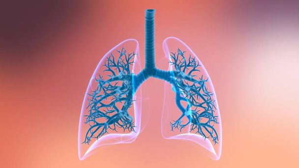Anatomía del sistema respiratorio humano de los pulmones para la ilustración 3D del concepto médico - Foto, Imagen