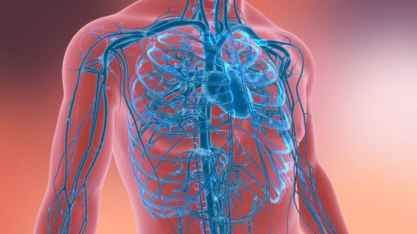 Cuore umano con anatomia del sistema circolatorio per l'illustrazione medica di concetto 3D - Foto, immagini