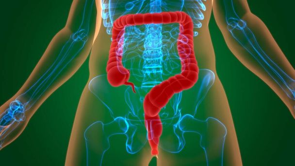 Illustration 3D du grand intestin Anatomie du système digestif humain pour le concept médical - Photo, image