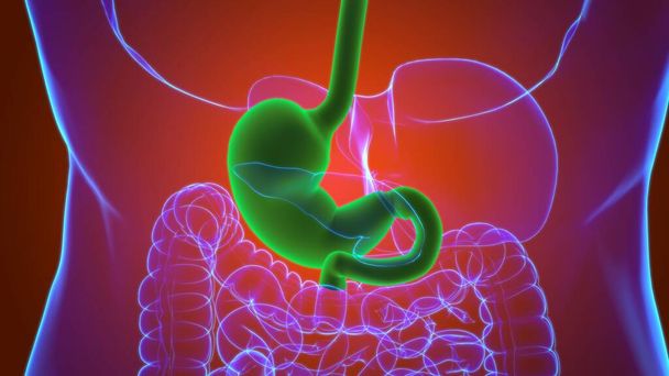 Sistema digestivo humano de la anatomía estomacal para la ilustración 3D del concepto médico - Foto, imagen