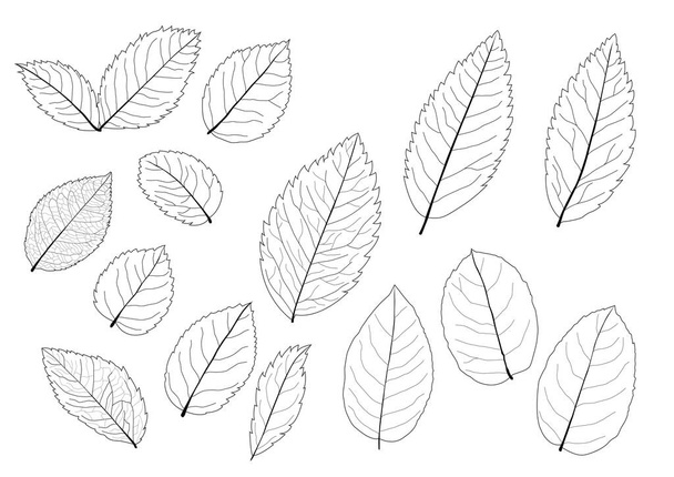Folhas linha única folha e folha padrão preto trazer a cor decorar no fundo branco ilustração  - Foto, Imagem