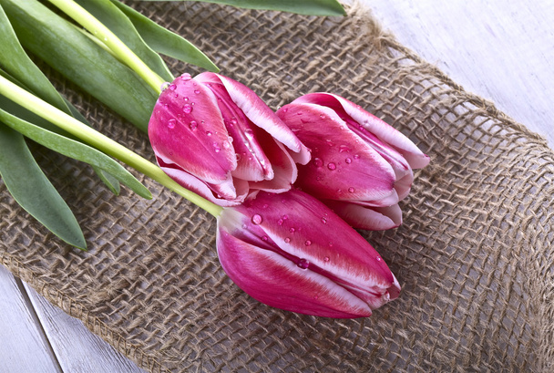 Pink tulips - Photo, Image