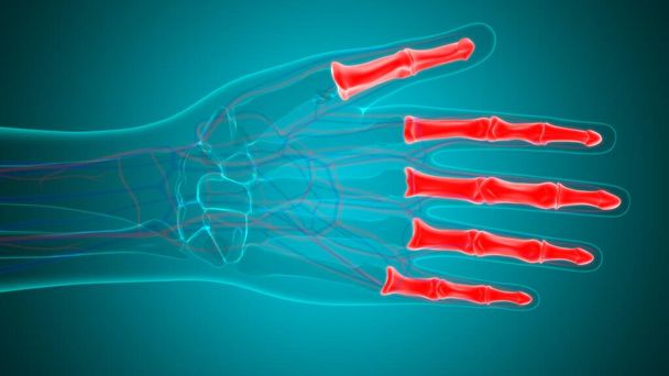 Anatomía ósea de falanges de mano de esqueleto humano para la ilustración 3D del concepto médico - Foto, imagen