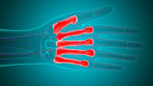 Anatomia óssea dos Matacarapls humanos da mão do esqueleto para a ilustração médica do conceito 3D - Foto, Imagem