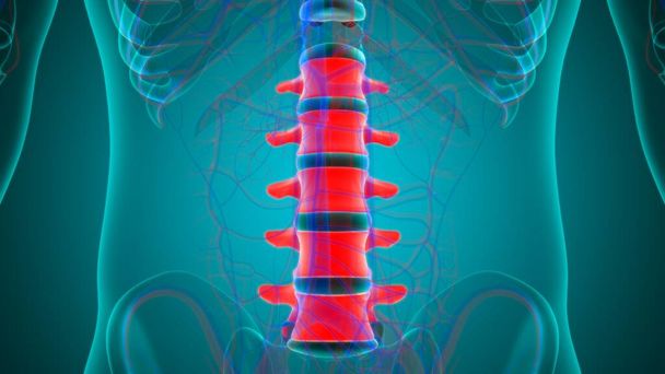ヒューマンスケルトン縦列腰椎解剖学3Dイラスト - 写真・画像