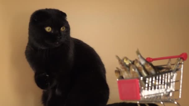 Zwarte kat met een mandje gevuld met vis. - Video