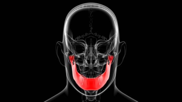 人体骨格頭蓋骨｜医学的概念のための骨解剖学3Dイラスト - 写真・画像