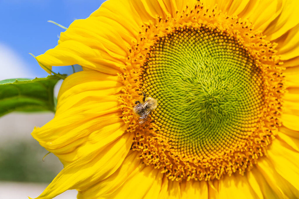 Hermoso girasol amarillo brillante con abejorro bajo el cielo azul de verano con nubes bajo la luz del sol brillante con pétalos amarillos y hojas verdes - Foto, Imagen
