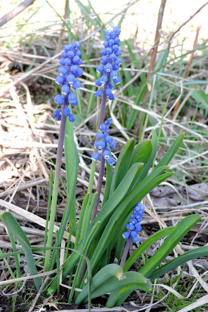 Een close-up van donkerblauwe druivenhyacint bloemen en groene bladeren - Foto, afbeelding