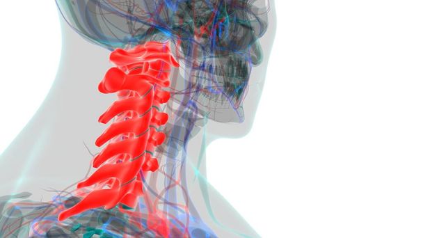 Colonna vertebrale scheletro umano Vertebre cervicali Anatomia 3D Illustrazione - Foto, immagini