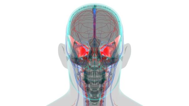 Anatomia ossea fenoide del cranio dello scheletro umano per l'illustrazione medica di concetto 3D - Foto, immagini