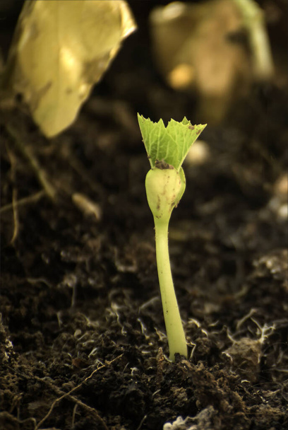 Close-up of green sprout growing out from soil in the morning light - Photo, Image