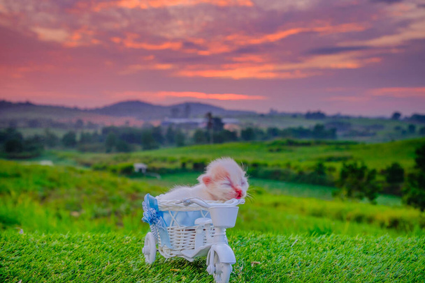 Kitten sitting  in bicycle basket with beautiful sunrise as background - Photo, Image