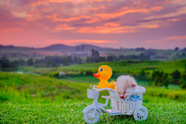 Żółta kaczka zabawka i kociak jazda na rowerze na zielonej trawie z pięknym wschodem słońca jako tło. Pojęcie podróży - Zdjęcie, obraz