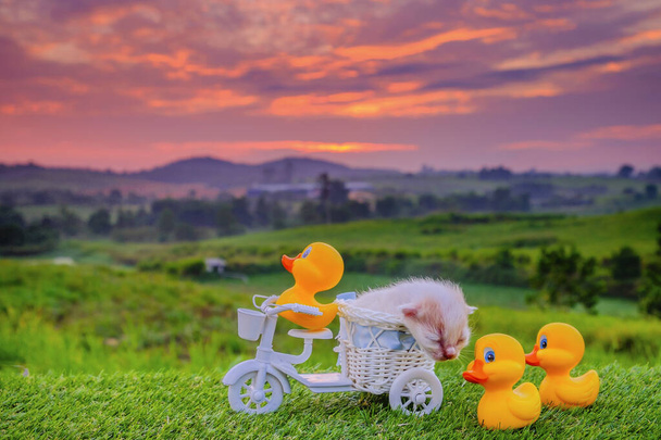 Három sárga kacsa játék és cica lovaglás kerékpár zöld fű gyönyörű napkelte, mint a háttér. Utazási koncepció - Fotó, kép
