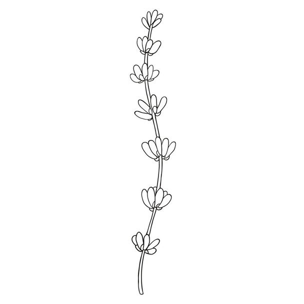 Lavanta logosu. Sosyal medya hikayesi ve ön plan kapağı için çiçek el karalama simgesi - Vektör, Görsel