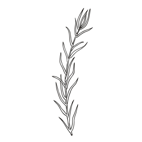 Hand drawn tarragon isolated on white - Διάνυσμα, εικόνα