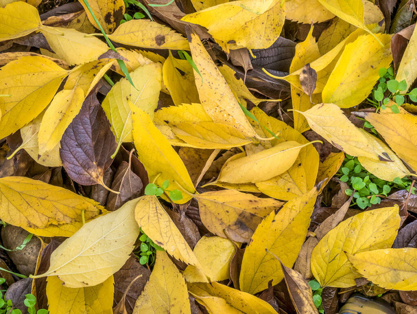 Kleurrijk herfsttapijt van gele bladeren op de grond. - Foto, afbeelding