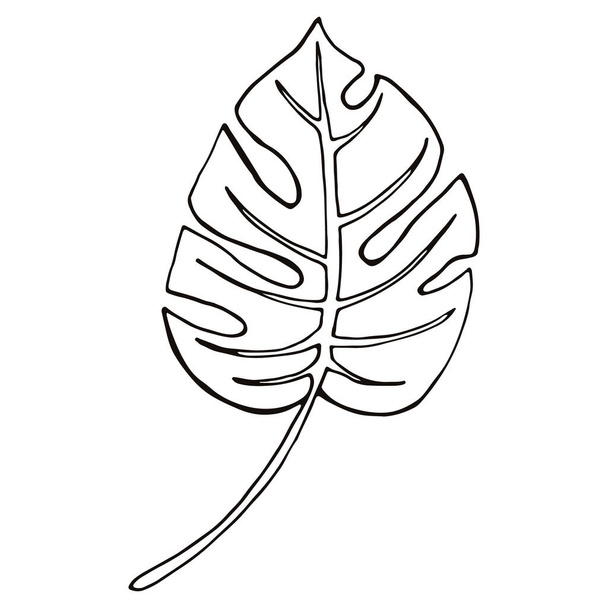 Monstera leaf line art. Contour drawing. abstract tropical leaf isolated on white. Decoration element for design invitation, wedding cards, valentines day. - Vector, Image