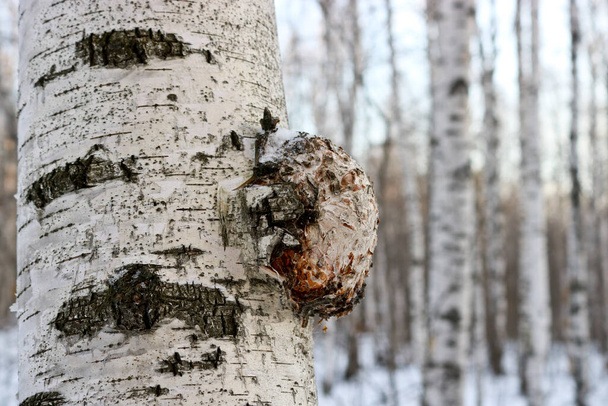 Chaga (Inonotus obliquus) is a fungus from the Hymenochaetaceae family. Potential medicine for coronavirus. It parasitizes birch and other trees. - Photo, image