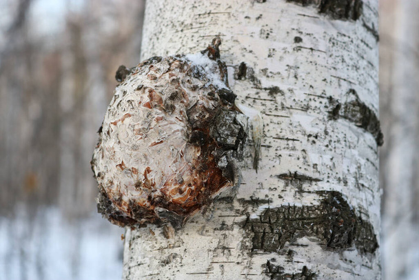 Chaga (Inonotus obliquus) is a fungus from the Hymenochaetaceae family. Potential medicine for coronavirus. It parasitizes birch and other trees. - Photo, Image