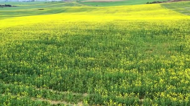 Sarı çiçekli tarım arazisi. Navarre, İspanya. İHA atışı. 4K - Video, Çekim