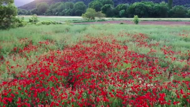Mohnfeld in einem Getreidefeld. Navarra, Spanien. Drohnenschuss. 4K - Filmmaterial, Video