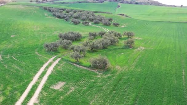 Mokré pole na obilné farmě. Navarre, Španělsko. Střelba z dronu. 4K - Záběry, video