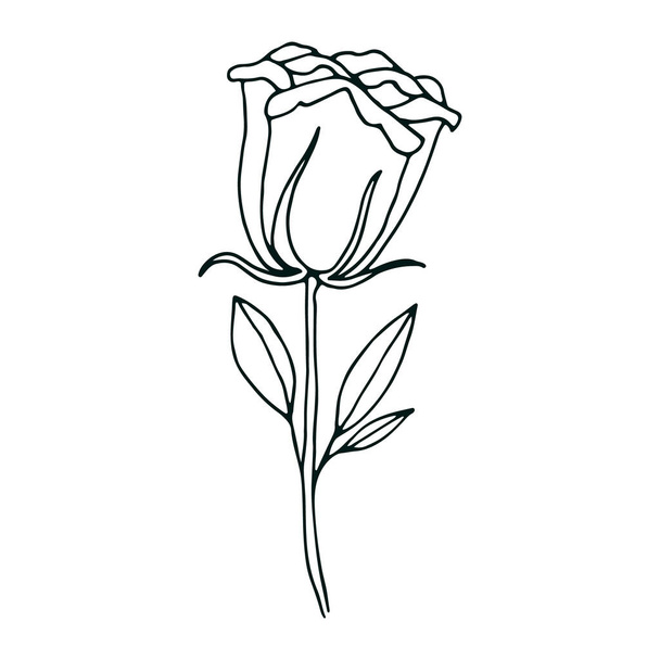 Rosenblüten-Umrisse-Symbol. Handgezeichnetes Hochzeitskraut. Design für soziale Netzwerke, Web, Werbung - Vektor, Bild