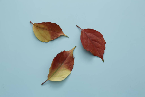 Red leaves on isolated background  - Φωτογραφία, εικόνα