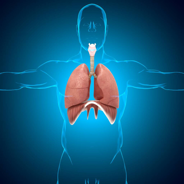 Anatomia del sistema respiratorio umano dei polmoni per il concetto medico Illustrazione 3D - Foto, immagini