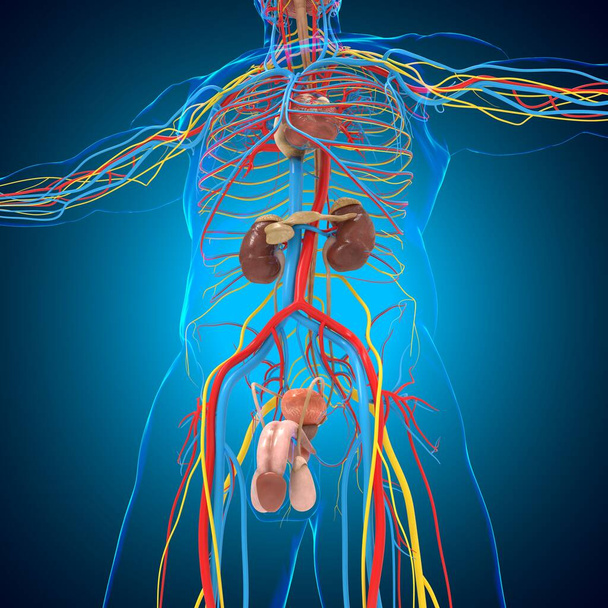 医療概念のための男性生殖システム解剖学3Dイラスト - 写真・画像