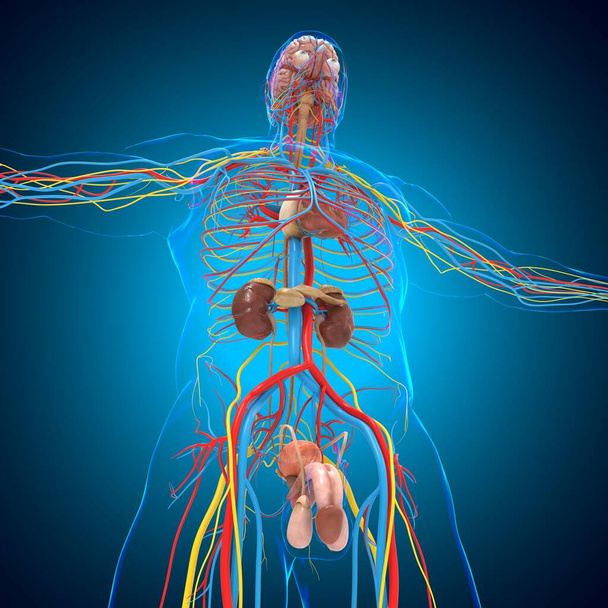 Emberi keringési rendszer Anatómia agy Orvosi koncepció 3D Illusztráció - Fotó, kép