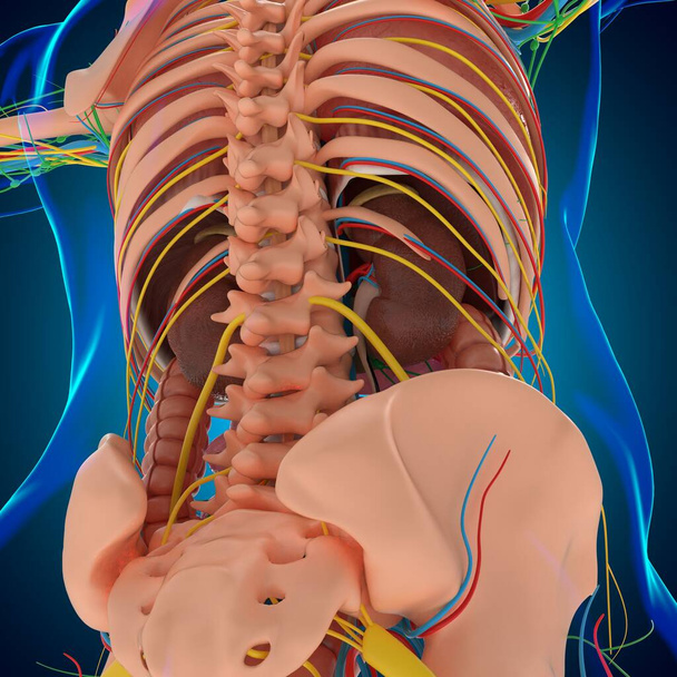 Anatomía humana para el concepto médico Ilustración 3D - Foto, Imagen