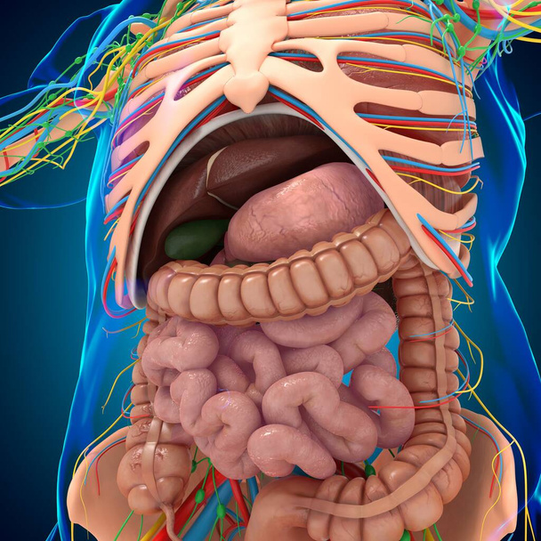 Anatomía humana para el concepto médico Ilustración 3D - Foto, Imagen