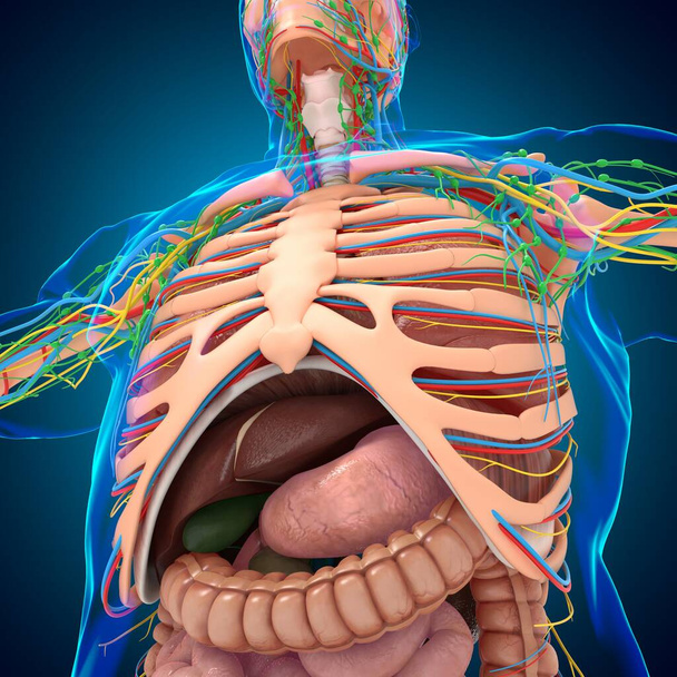 Анатомия человека для медицинской концепции 3D иллюстрация - Фото, изображение
