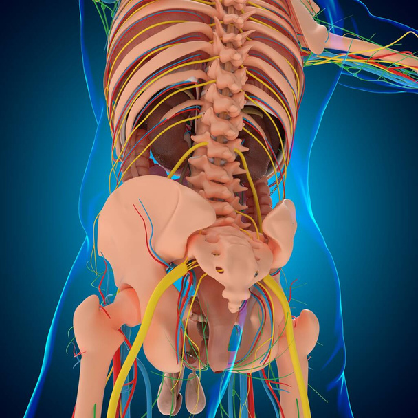 Ludzka anatomia dla koncepcji medycznej 3D Ilustracja - Zdjęcie, obraz