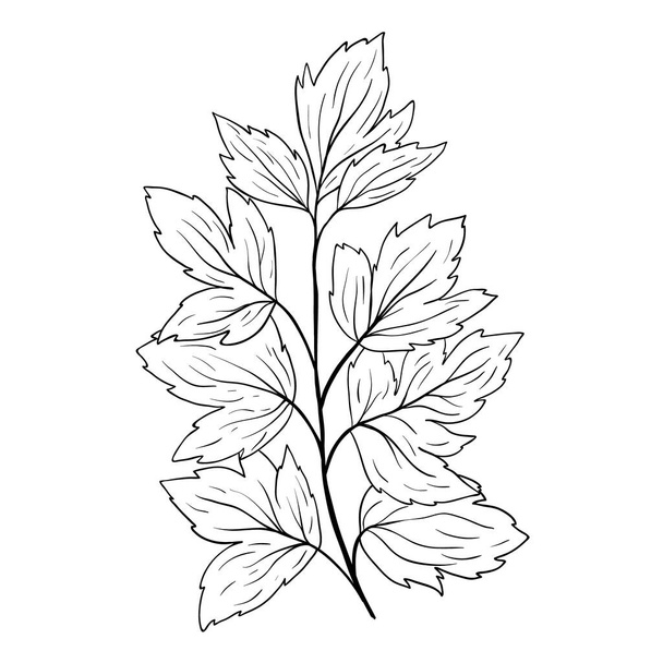 Culinary herbs doodle. Hand drawn parsley isolated on white - Vector, imagen
