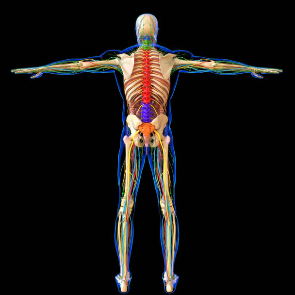 Anatomia Humana Para o conceito médico 3D Ilustração Render - Foto, Imagem