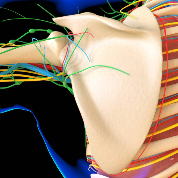 Ihmisen anatomia lääketieteellinen käsite 3D Kuvitus Render - Valokuva, kuva
