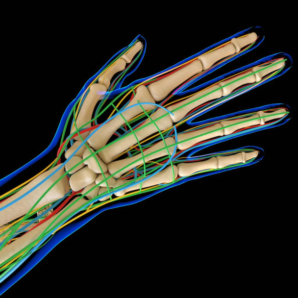 Menselijke anatomie Voor medisch concept 3D Illustratie Render - Foto, afbeelding