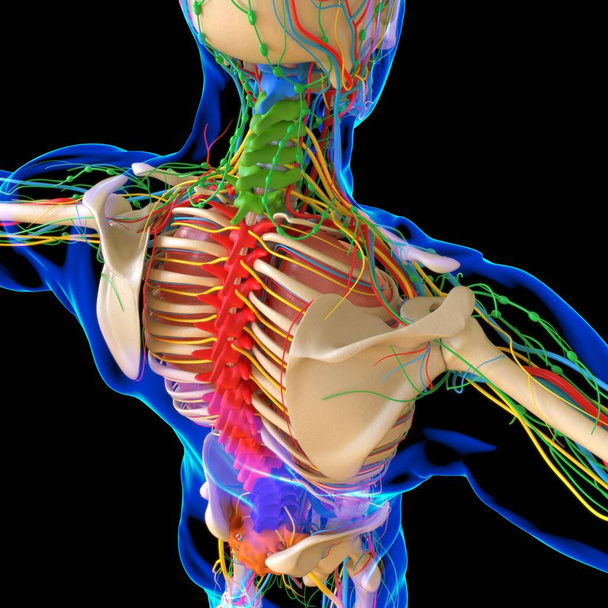 Human Anatomy For medical concept 3D Illustration Render - Fotografie, Obrázek