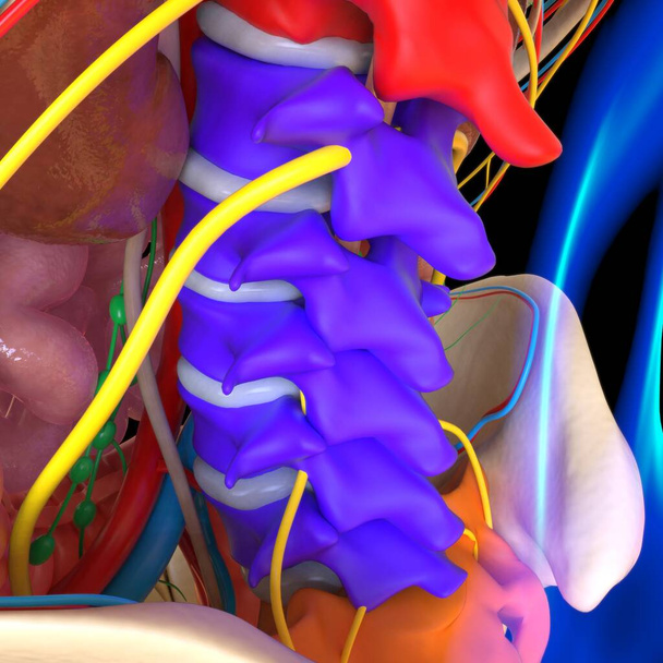 Anatomia Humana Para o conceito médico 3D Ilustração Render - Foto, Imagem