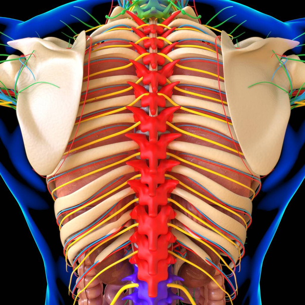 Human Anatomy For medical concept 3D Illustration Render - Photo, Image