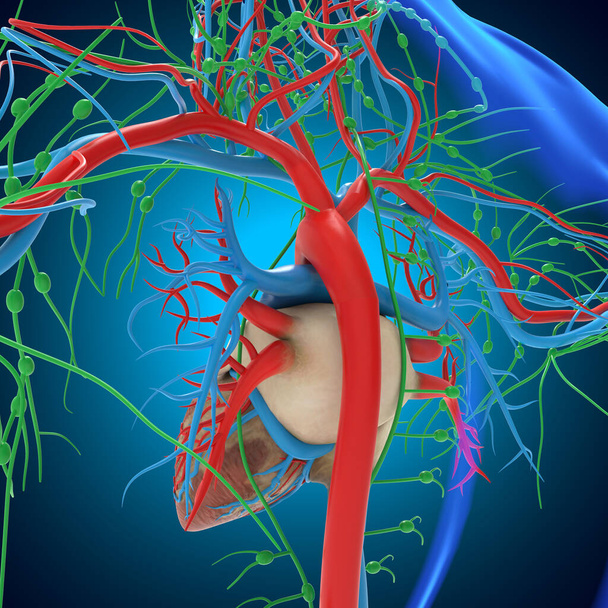 Human Heart With Circulatory System Anatomy For Medical Concept 3D Illustration - Fotografie, Obrázek